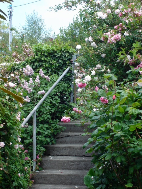 front gate roses