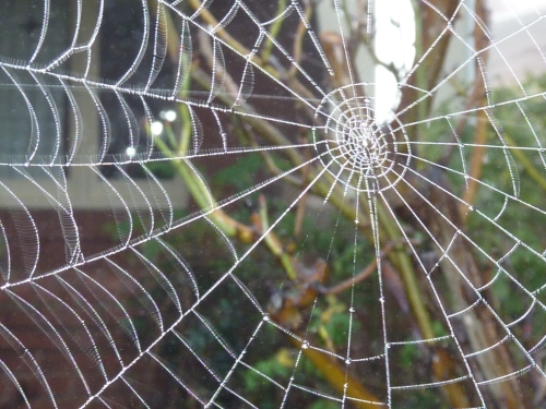 spiderweb series