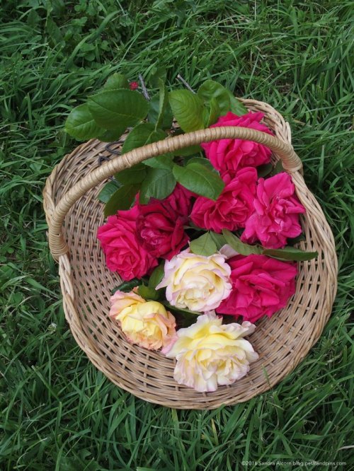 Basket of garden roses